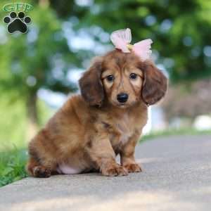 Pocahontas, Dachshund Puppy